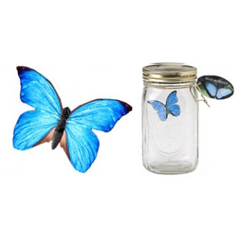 Butterfly In A Jar