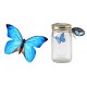 Butterfly In A Jar - Blue Morpho