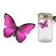 Butterfly In A Jar - Pink Morpho