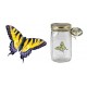 Butterfly In A Jar - Yellow Swallowtail